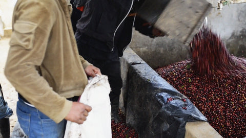 Nicaragua Finca San Jose